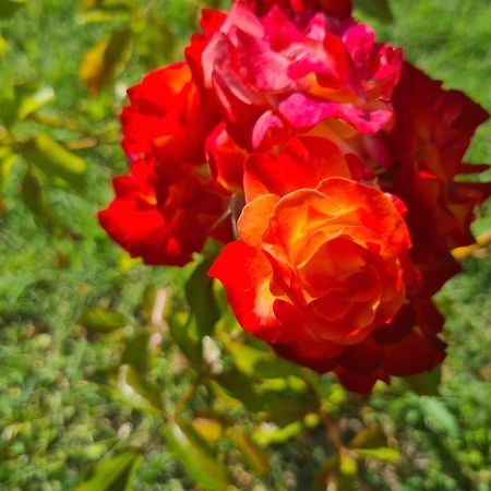 Dolce Alba Bed & Breakfast Montecastrilli Bagian luar foto