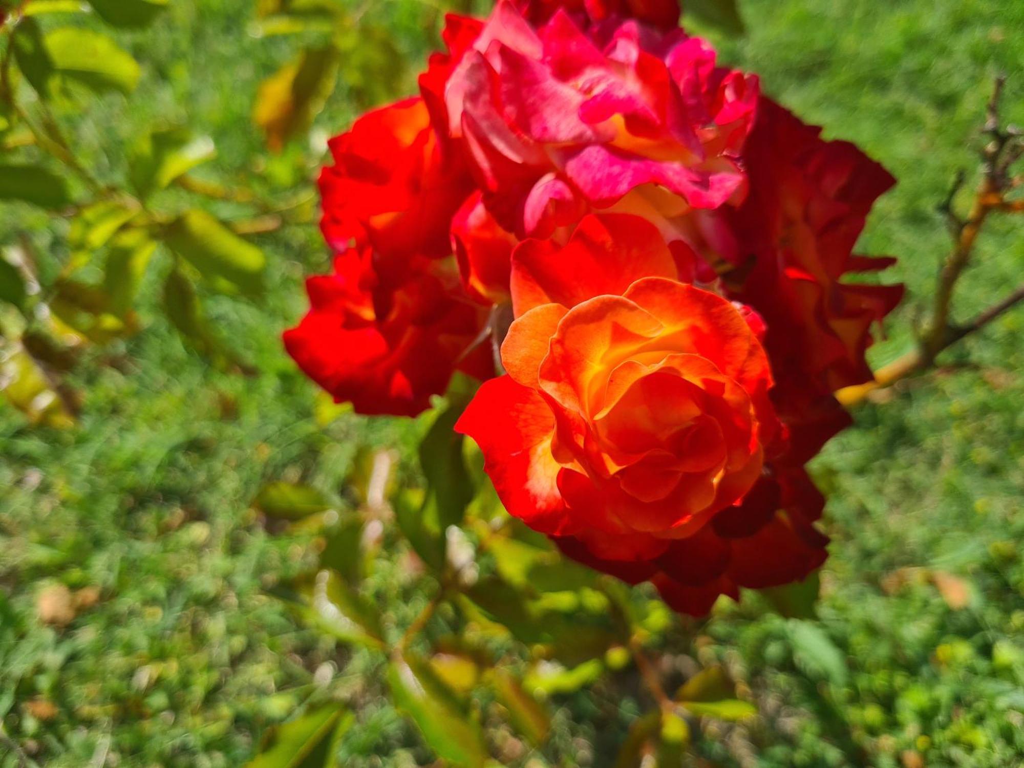 Dolce Alba Bed & Breakfast Montecastrilli Bagian luar foto