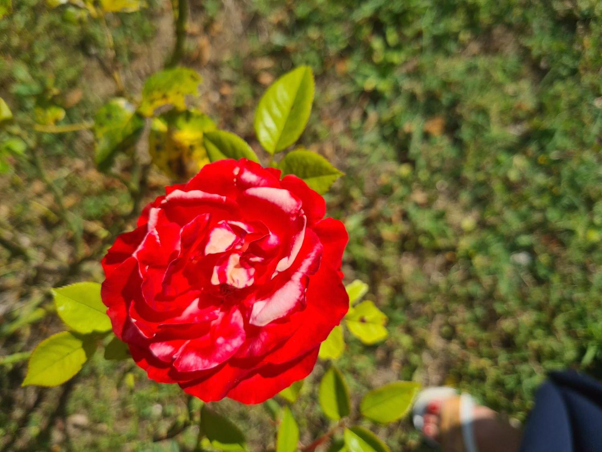Dolce Alba Bed & Breakfast Montecastrilli Bagian luar foto