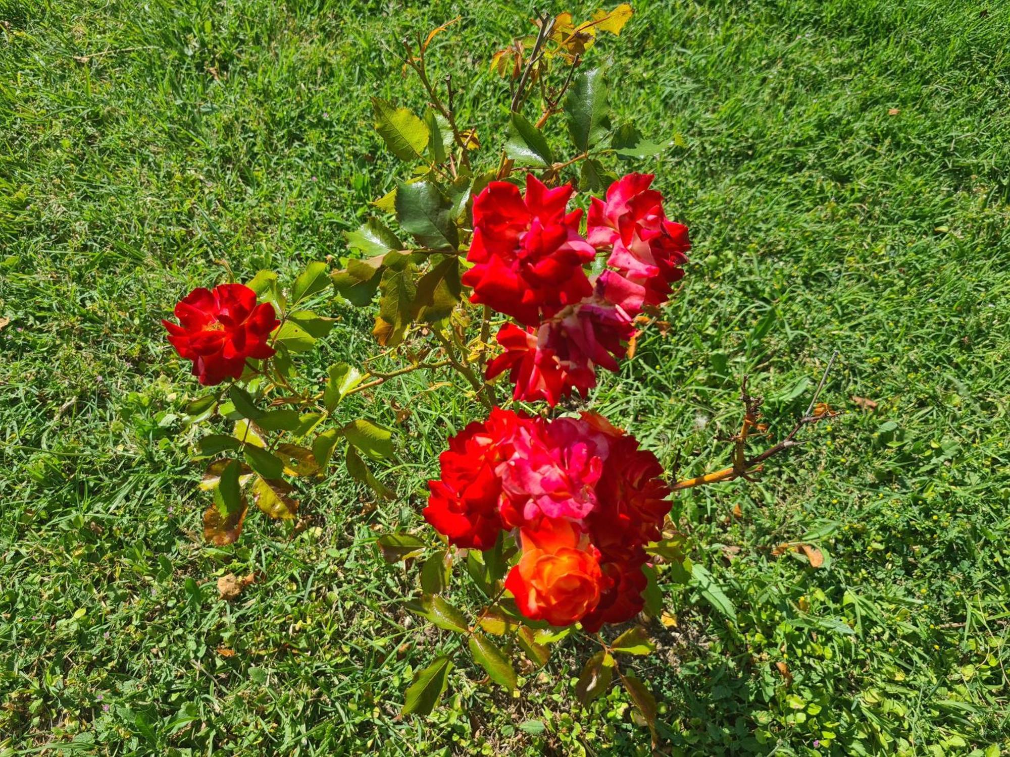 Dolce Alba Bed & Breakfast Montecastrilli Bagian luar foto